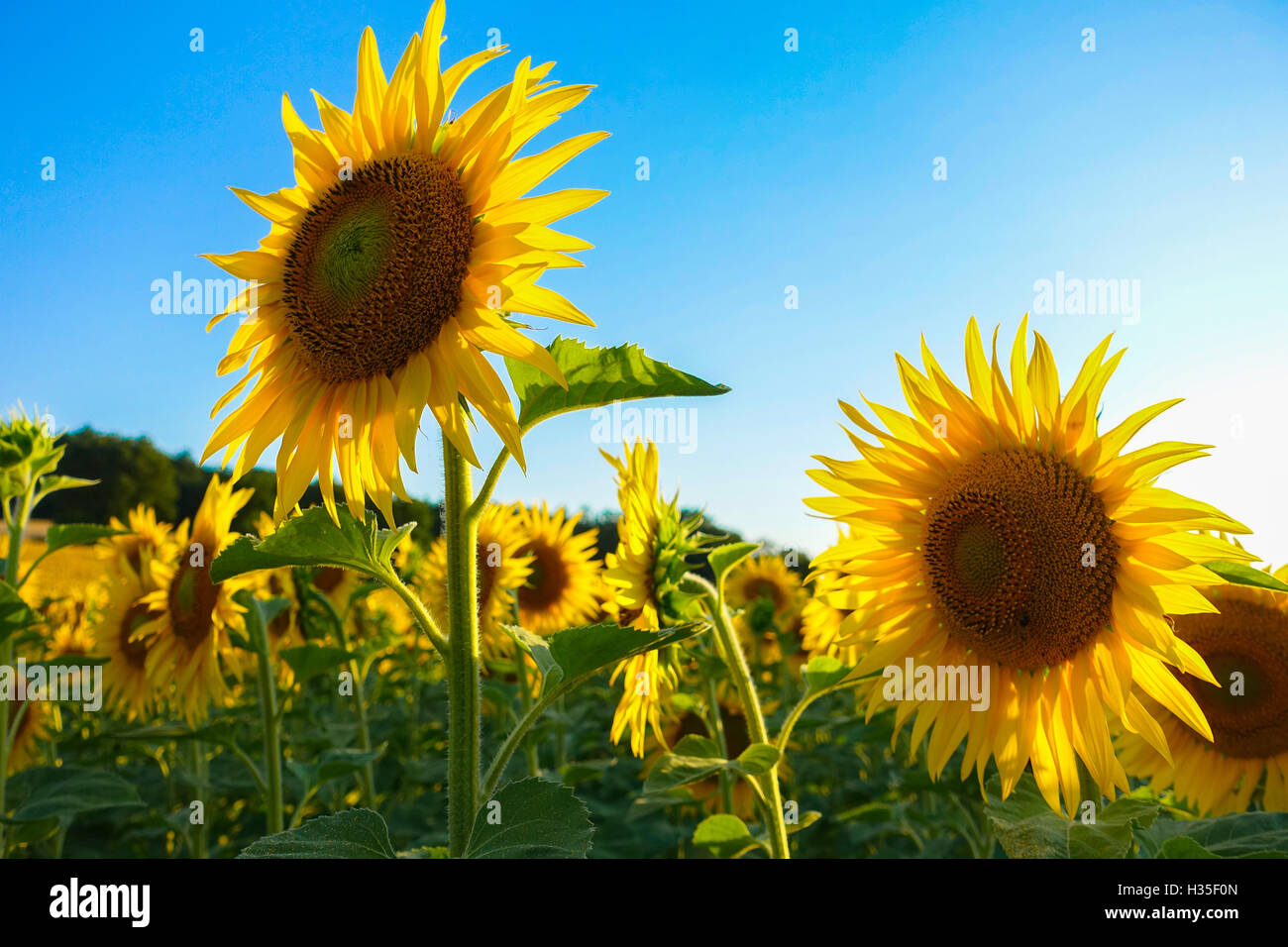 Sonnenblumen, in der Nähe von Chalabre, Aude, Frankreich Stockfoto