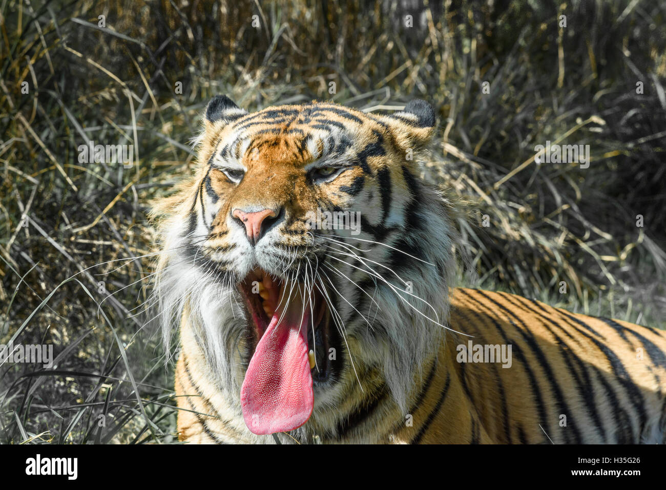 Tiger-Gähnen Stockfoto