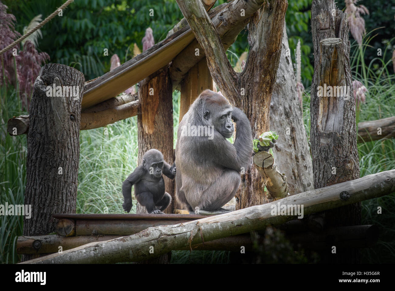 Gorillas im Zoo von London (Regents Park). Stockfoto