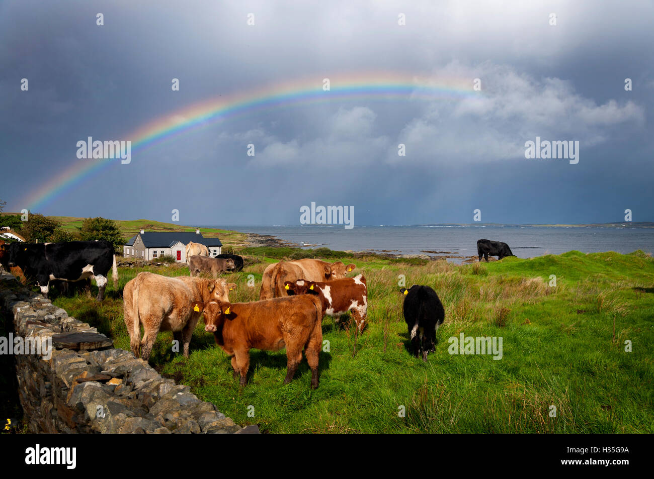 Irische Rinder und Regenbogen in der Nähe von Ardara, County Donegal, Irland Stockfoto