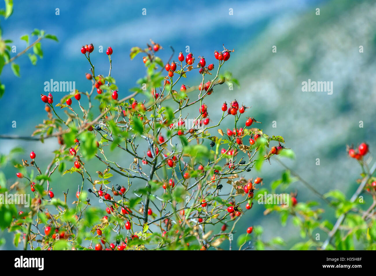 Rote Hagebutten, herbstlichen Farben Farben mit blauem Hintergrund Stockfoto