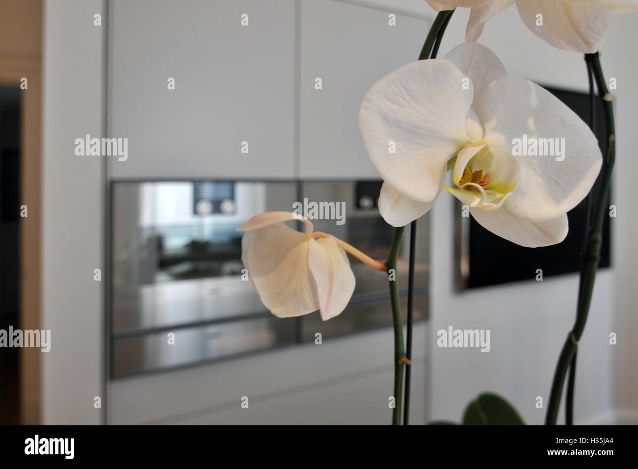 Zarte weiße Orchidee Stockfoto