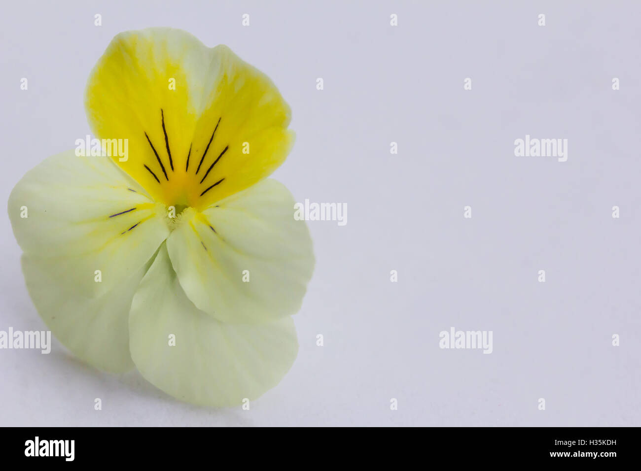 Fragile Johnny Jump Up Blume Stockfoto