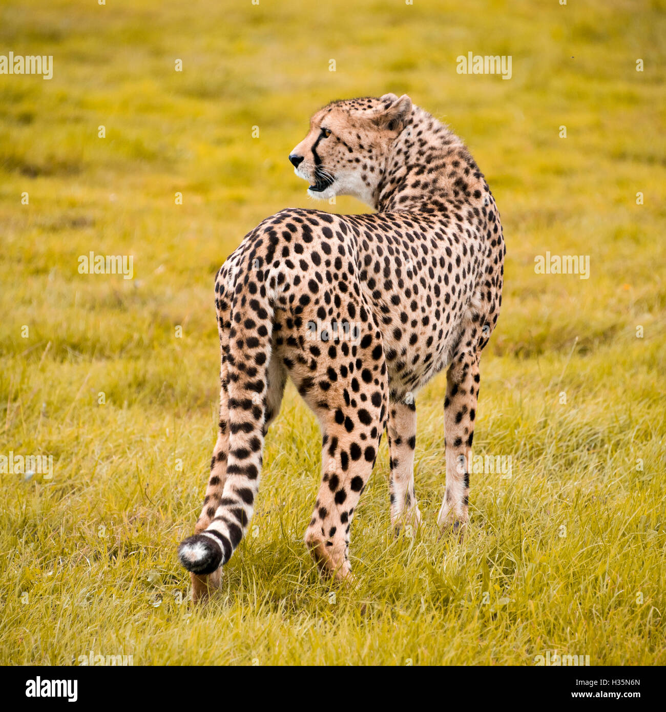 Platz in der Nähe bis Ansicht eines südafrikanischen Geparden. Stockfoto