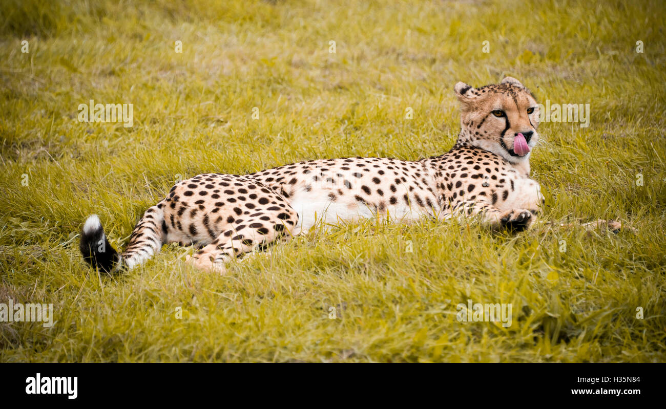 Horizontale Nahaufnahme eines südafrikanischen Geparden. Stockfoto