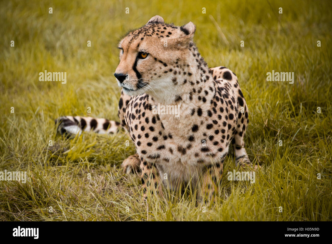 Horizontale Nahaufnahme eines südafrikanischen Geparden. Stockfoto