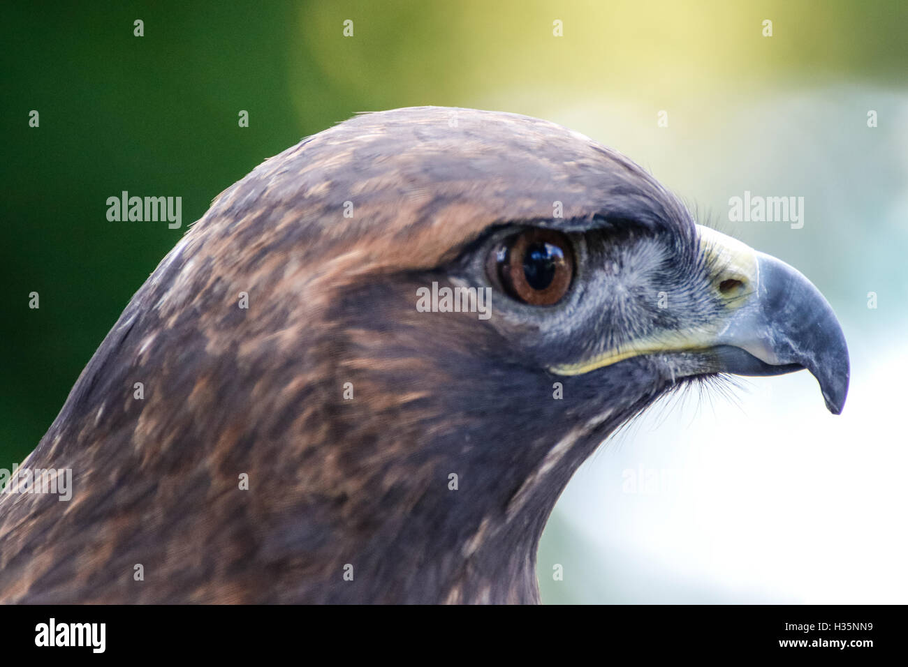 Red Tail Hawk sitzen und schaut sich um. Stockfoto