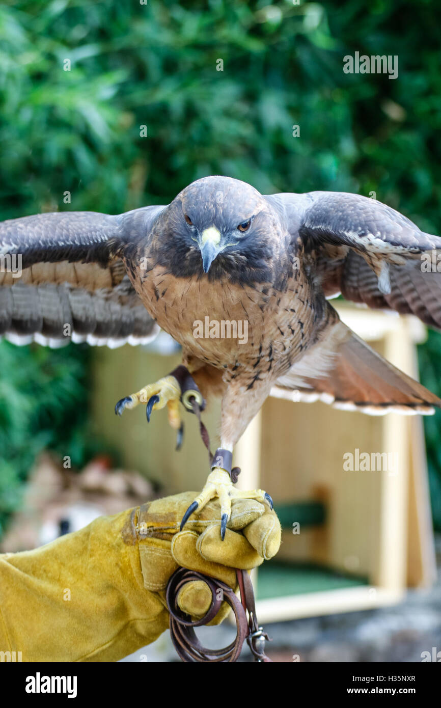 Red Tail Hawk sitzt auf einem handler Stockfoto