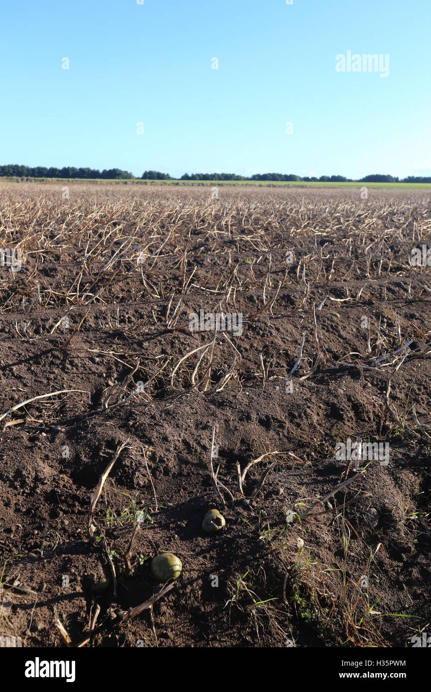 Bereich der Kartoffeln erntereif Angus Scotland Oktober 2016 Stockfoto