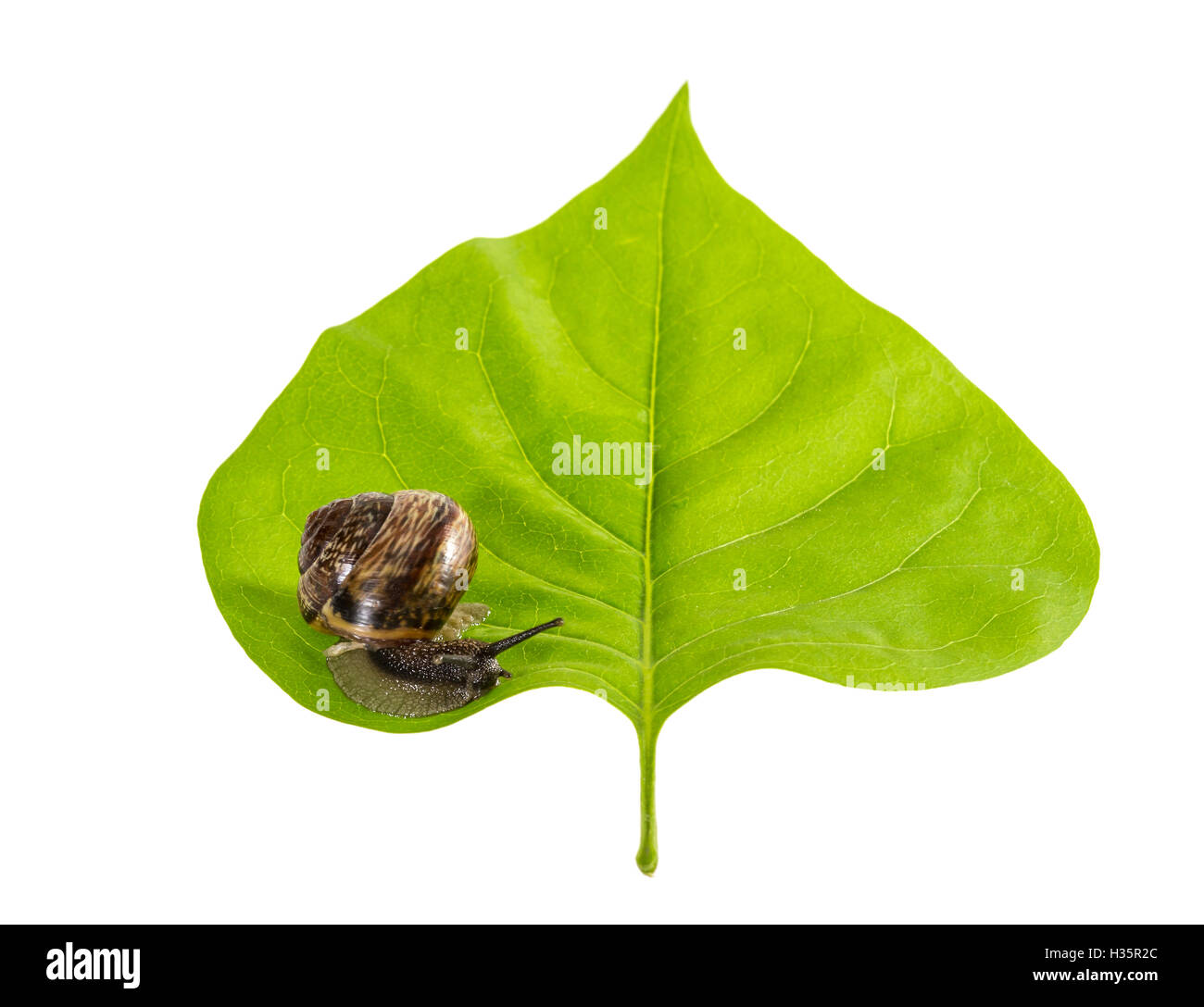 Schnecke auf einem Blatt Stockfoto