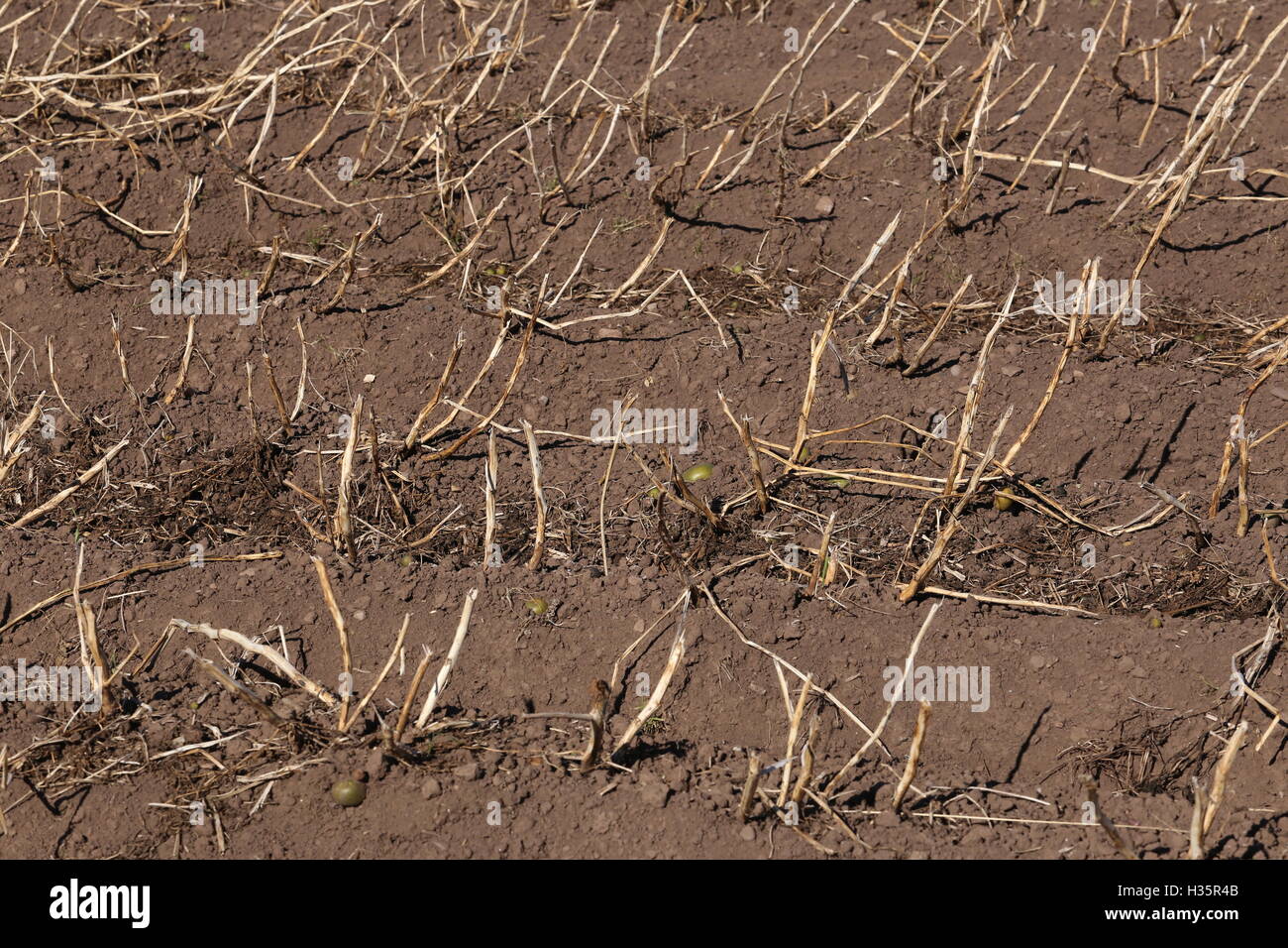 Kartoffeln erntereif Angus Scotland Oktober 2016 Stockfoto