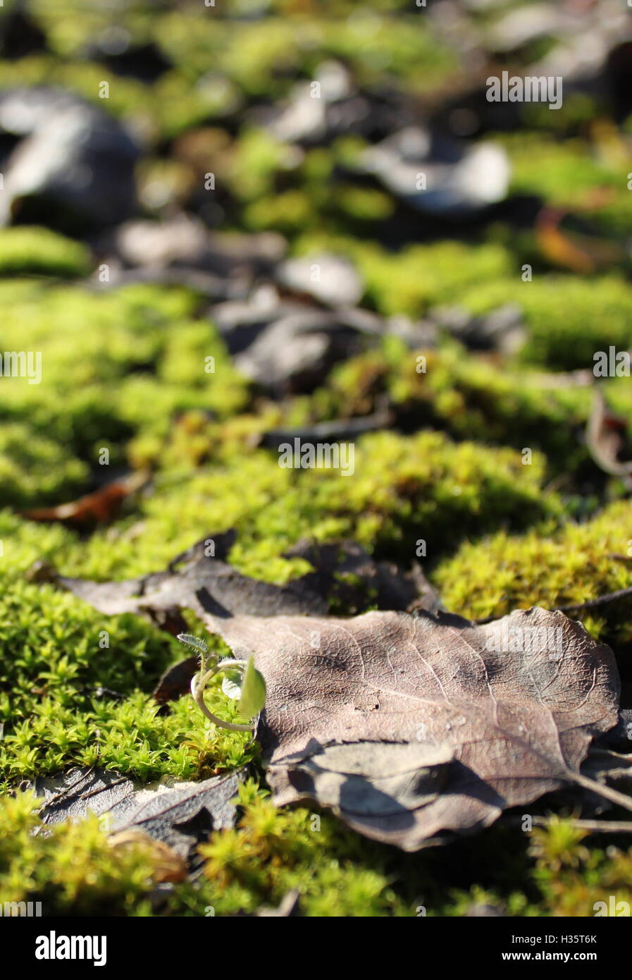 Blatt auf grünem Moos Stockfoto