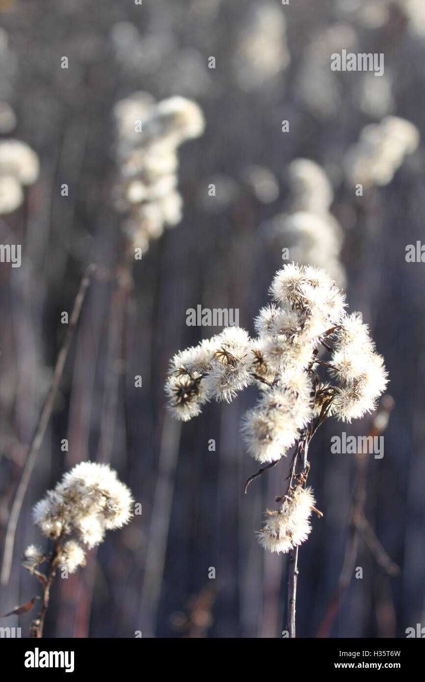 Wildpflanzen Stockfoto