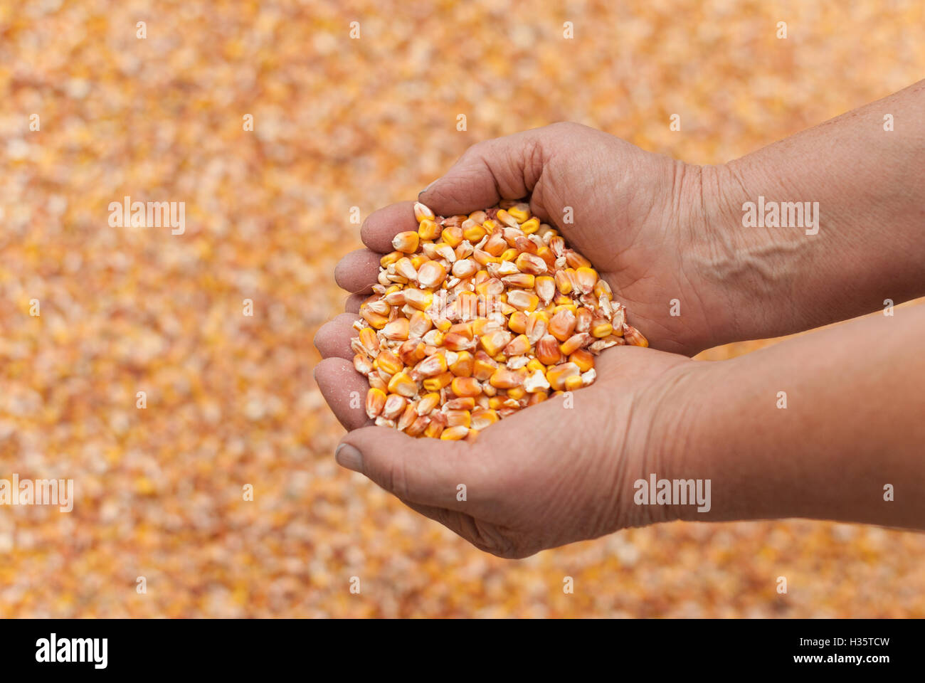 Menschliche Hände mit Körnern von Corn. Stockfoto