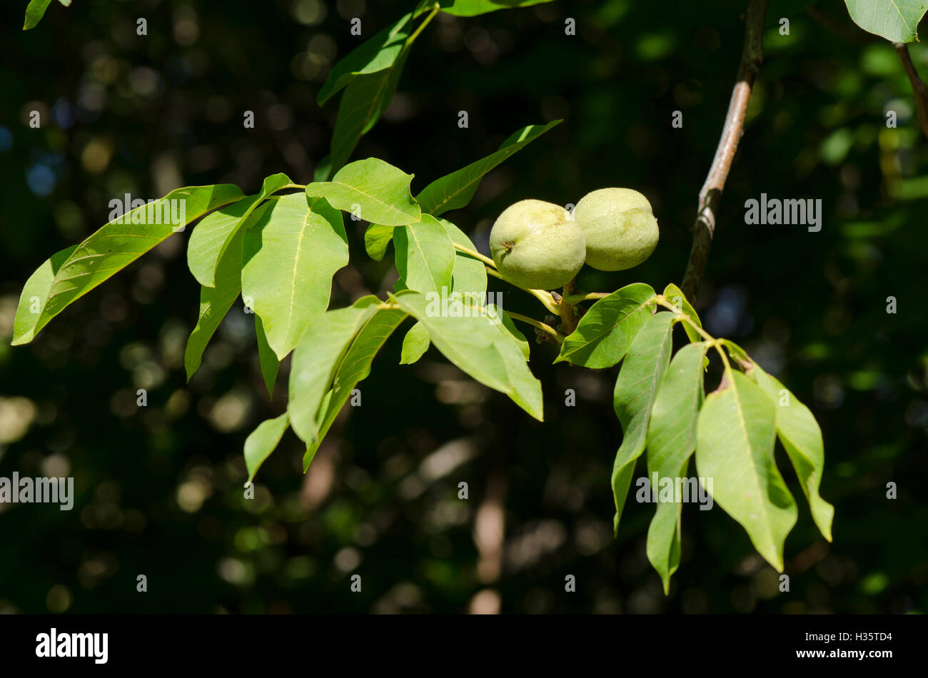 Walnüsse wachsen auf Bäumen in Spanien. Südeuropa Stockfoto