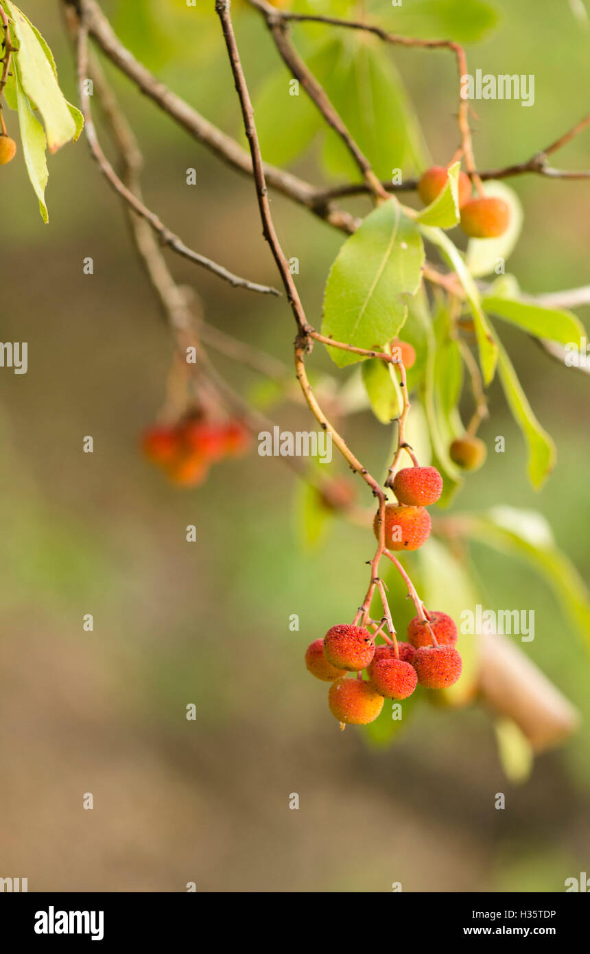 Erdbeerbaum Frucht (Arbutos Madrid) am Baum, Andalusien, Spanien. Stockfoto