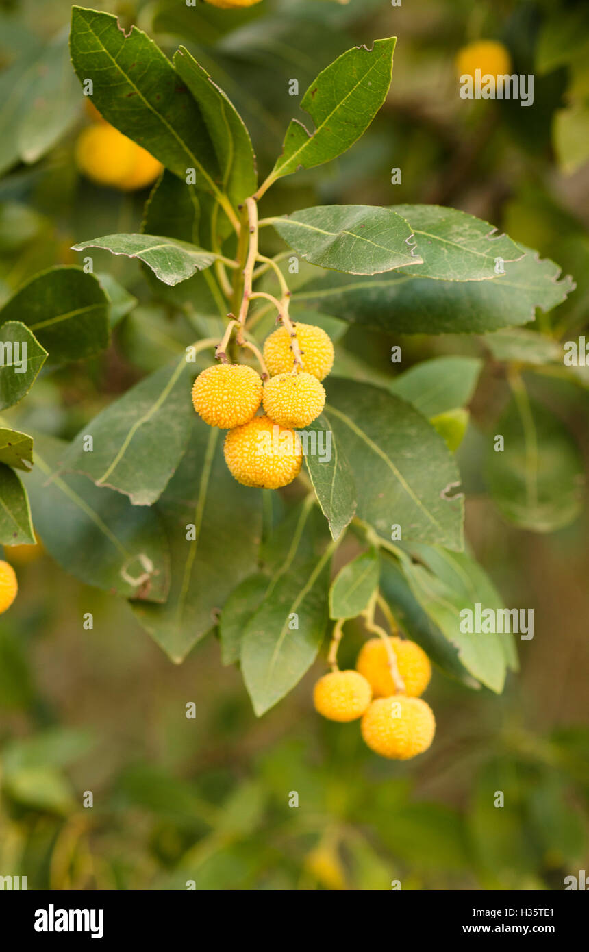 Unreife Erdbeerbaum Frucht (Arbutos Madrid) am Baum, Andalusien, Spanien. Stockfoto