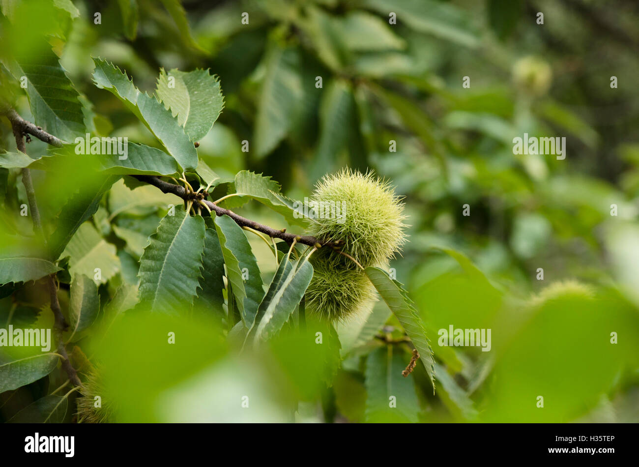 Spanische kastanie Fotos und Bildmaterial in hoher Auflösung Alamy