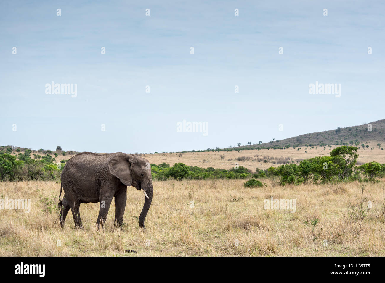 Elefanten auf den Ebenen der Masai Stockfoto