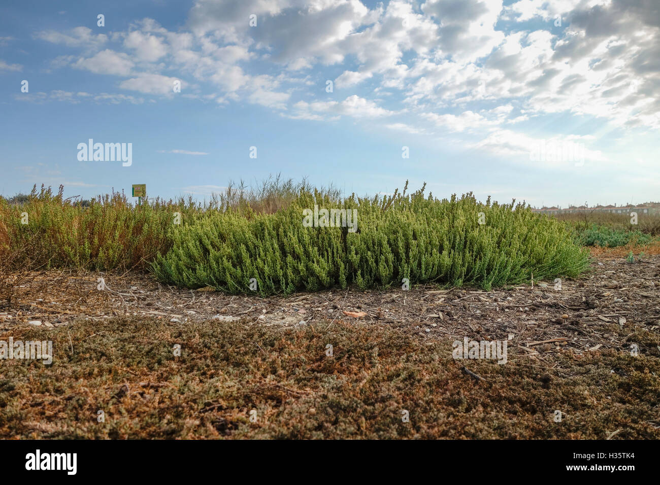 Salicornia Europaea, gemeinsame Queller halophilen Vegetation nahe dem Strand Stockfoto