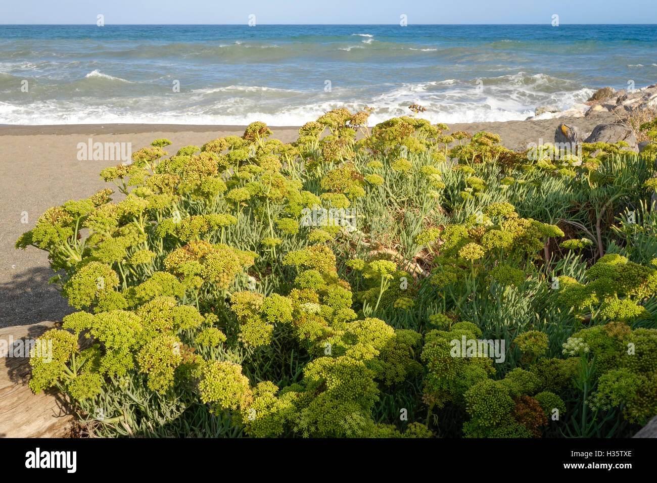 Crithmum Maritimum, Queller, Meerfenchel, Meeresfenchel, Südeuropa, Spanien Stockfoto