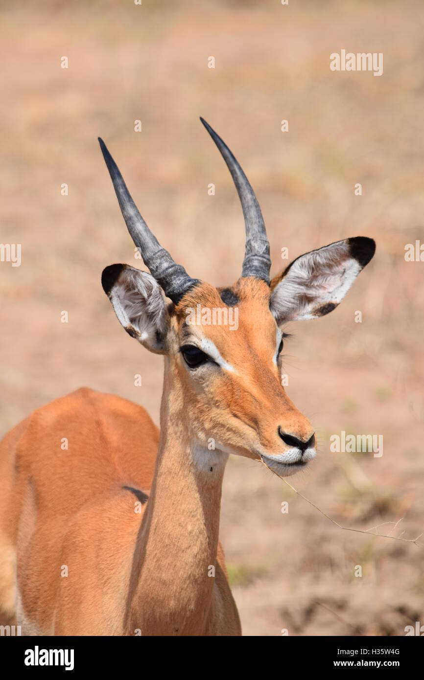 Dorcas Gazelle in Tansania, Afrika auf safari Stockfoto