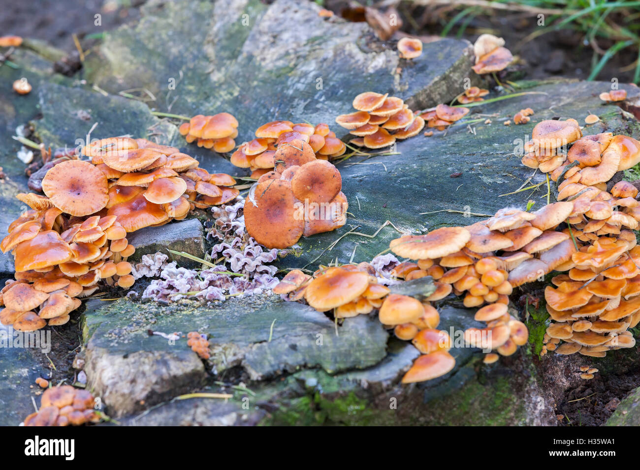 Samt Schaft. Flammuling Velutipes (Tricholomataceae) und Henne von Holz, Grifola Frondosa (Bjerkanderaceae) Stockfoto