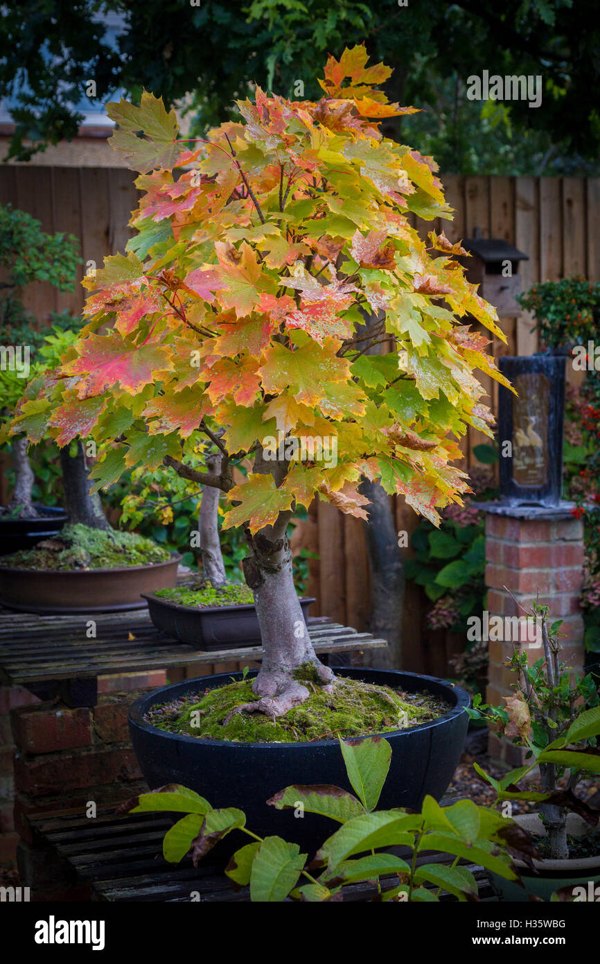 Bergahorn Acer Pseudoplatarus (Aceraceae) im Herbst Farbe. Stockfoto