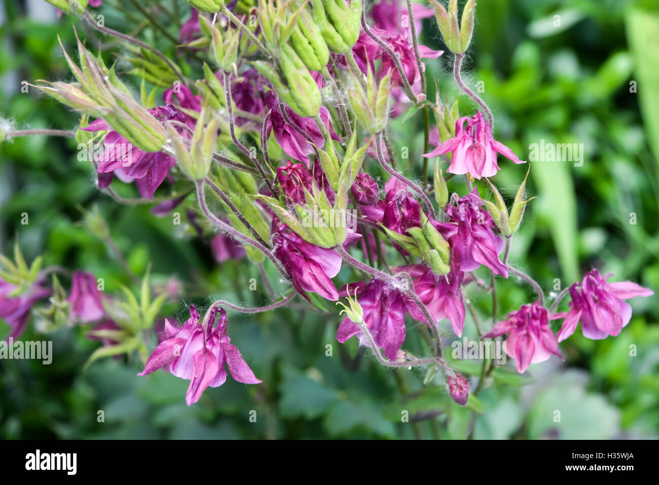 Akeleien, Blumen, Flieder, rosa Busch Blumenzucht, Landschaftsbau, Blüte Blüte Stockfoto