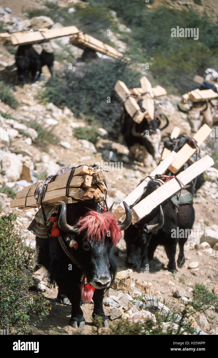 Yaks und die NV (eine Kreuzung zwischen einer Kuh und einem Yak) Der Humla-Karnali River Tal in Richtung China. Die Leitung ya Stockfoto