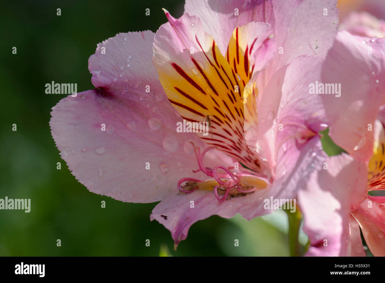 Alstroemeria rosa Blüten mit Regen fällt auf sie. Stockfoto