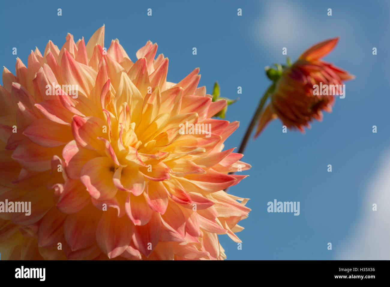 Gelbe und Orange Dahlie Blüte offen in der Sonne vor blauem Himmel. Stockfoto