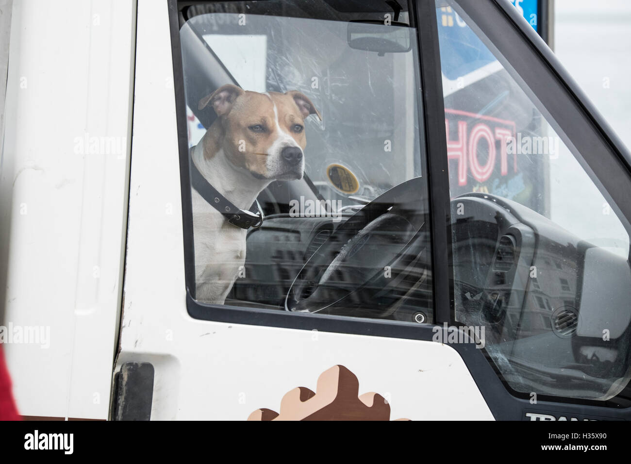 Hundesitting in den Fahrersitz eines Lieferwagens Blick aus dem Fenster mit heißen Zeichen, Llandudno, Wales, UK Stockfoto