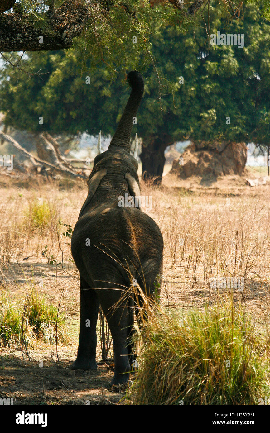 Junger Elefant, verlässt Loxodonta Africana erreichen Sie mit Stamm an Grün. Mana Pools National Park. Zimbabwe Stockfoto