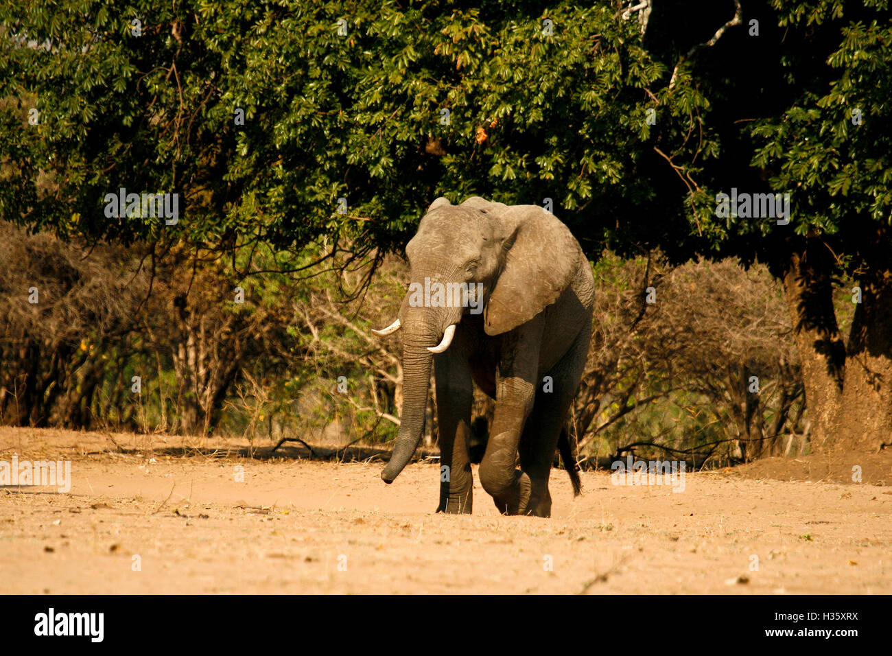 Elefant, Loxodonta Africana. Mana Pools National Park. Zimbabwe Stockfoto