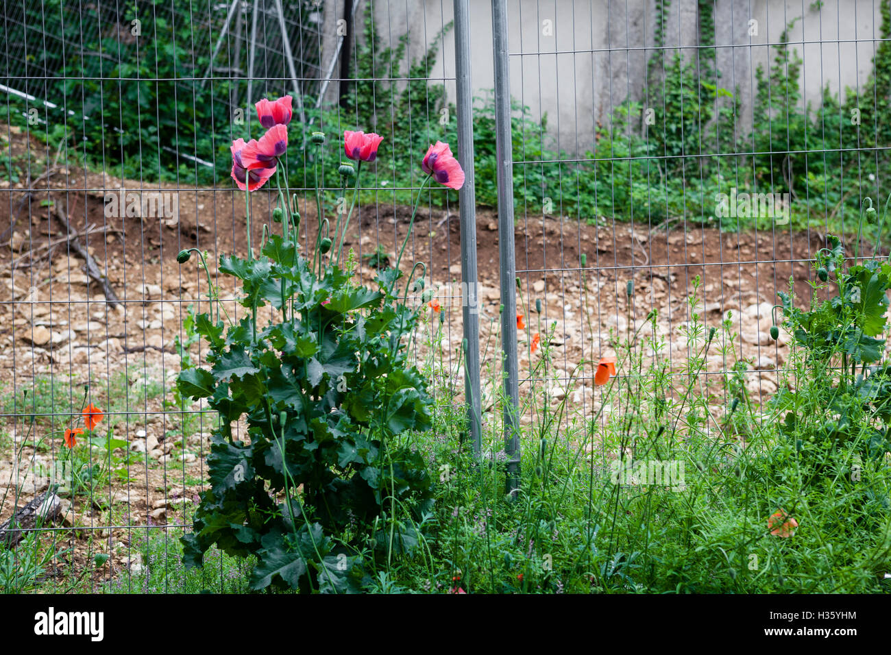 Metallzaun Barriere verloren in das Unkraut und Mohn Stockfoto