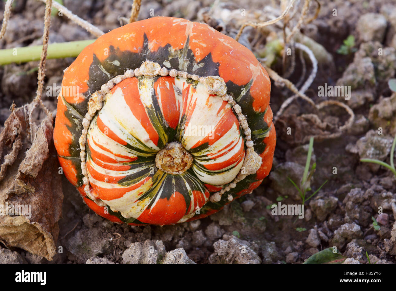 Türken-Turban Squash am Rebstock in ein Gemüse Garten mit unverwechselbaren Grün, weiß und orange Markierungen auf den Kürbis wachsen Stockfoto