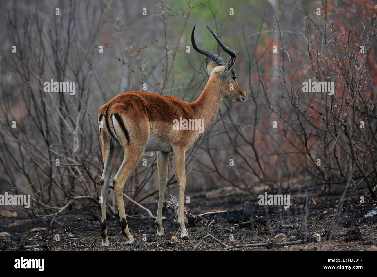 Impala (Aepyceros Melampus) in verbrannten Bürste Kruger National Park, Südafrika Stockfoto