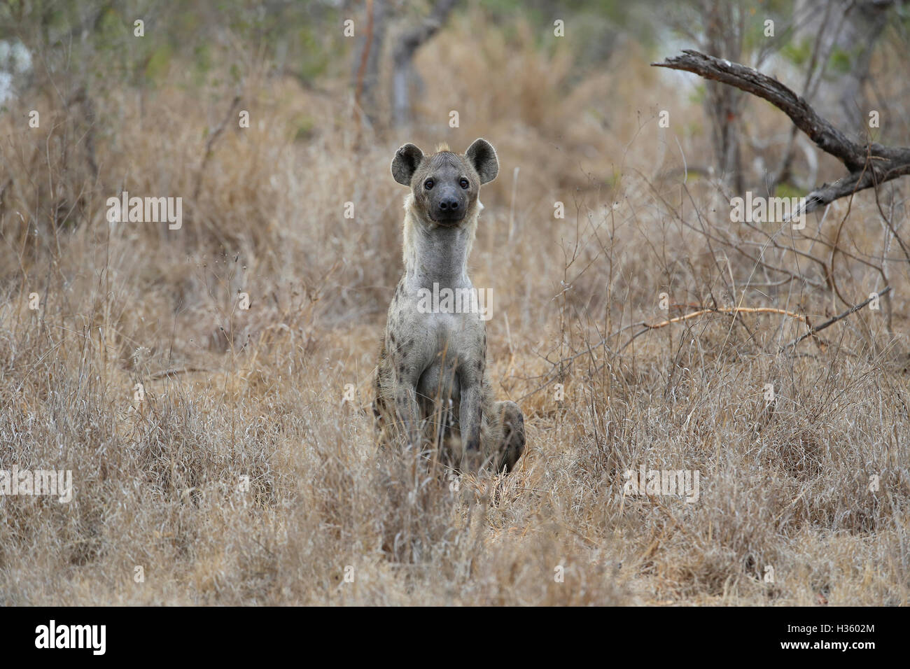 Hyäne beobachtete Touristen im Krüger Nationalpark, Südafrika Stockfoto