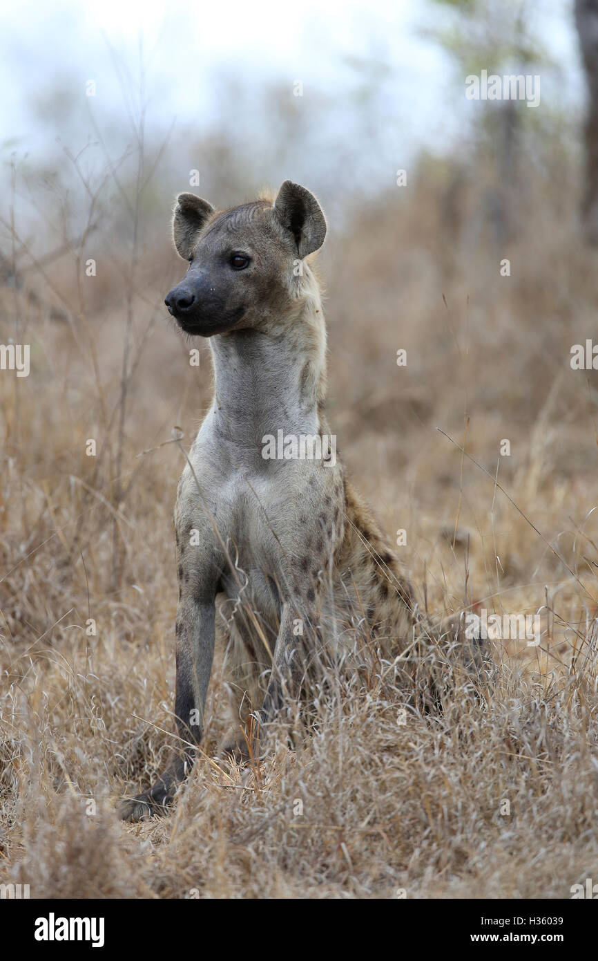 Hyäne im Krüger Nationalpark Stockfoto