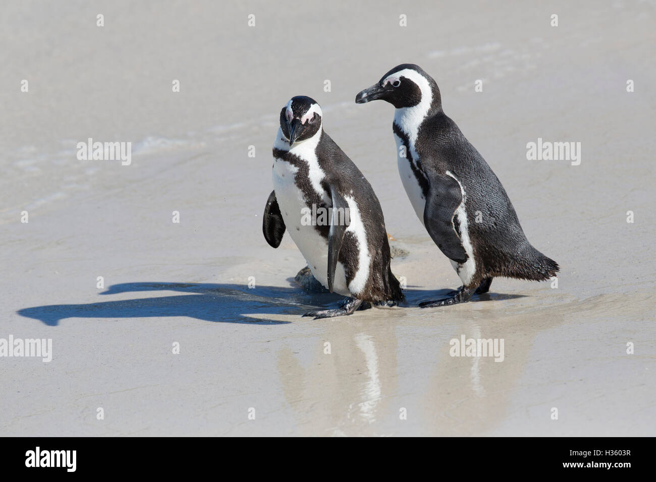 Afrikanische Penquin (Spheniscus Demersus) am Strand von Boulders, Kap-Halbinsel, Südafrika Stockfoto