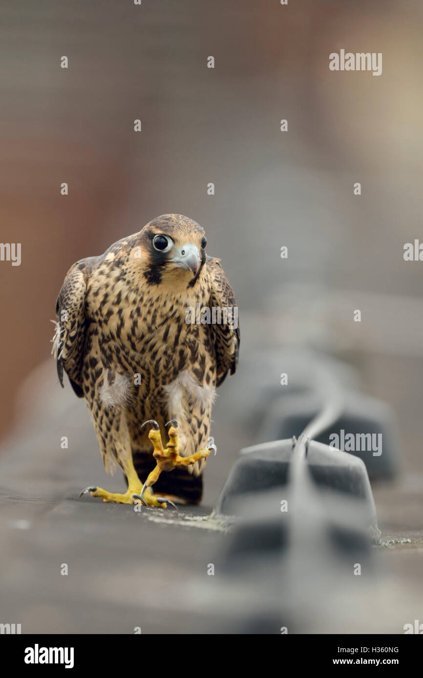 Wanderfalke (Falco Peregrinus), Jungvogel, zu Fuß über den Rand eines Daches auf einem Industriegebäude, sieht lustig Stockfoto