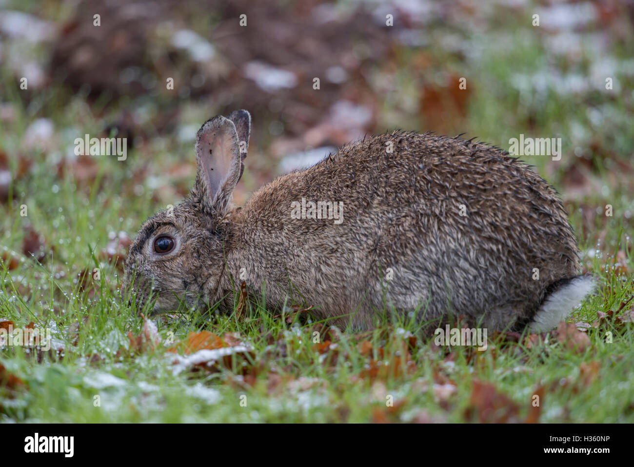 Europäische Kaninchen (Oryctolagus cuniculus), Erwachsener, Fütterung auf Gras, nass, im harten Wetterbedingungen, späten Wintereinbruch. Stockfoto