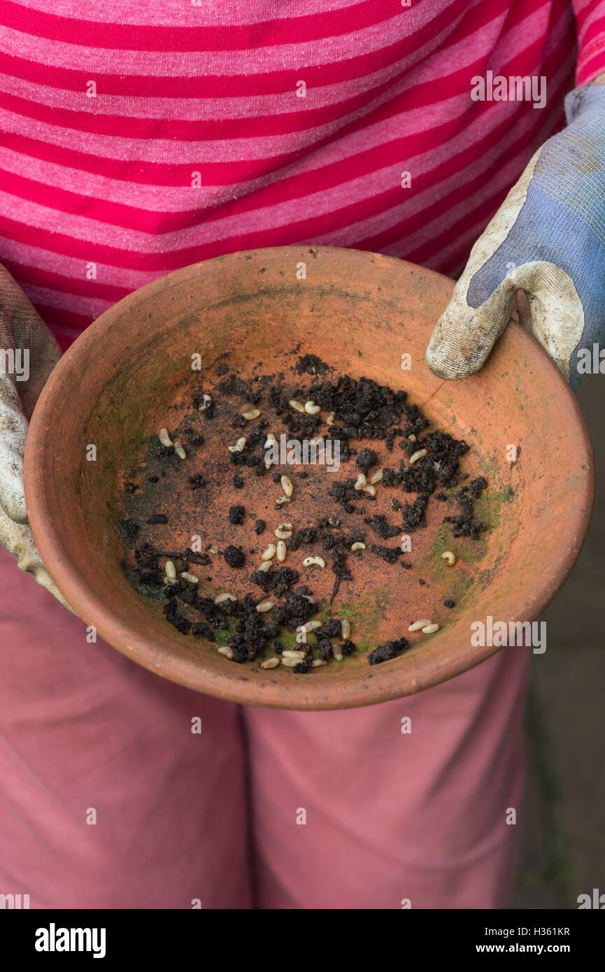 Gärtner halten Terrakotta Schale mit gesammelten Dickmaulrüssler Larven Stockfoto