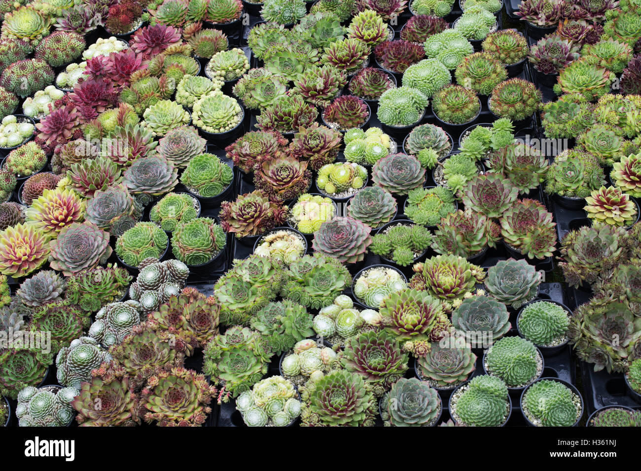 sempervivum-hauswurz-pflanzen-in-t-pfen-zum-verkauf-an-die-rhs-wisley