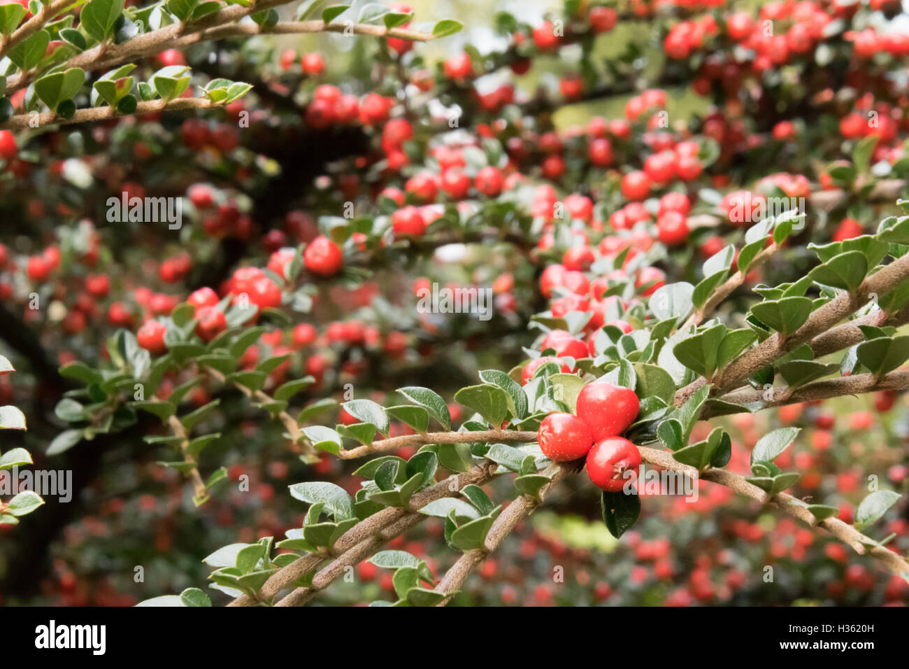 Zwergmispel Horizontalis Beeren Stockfoto