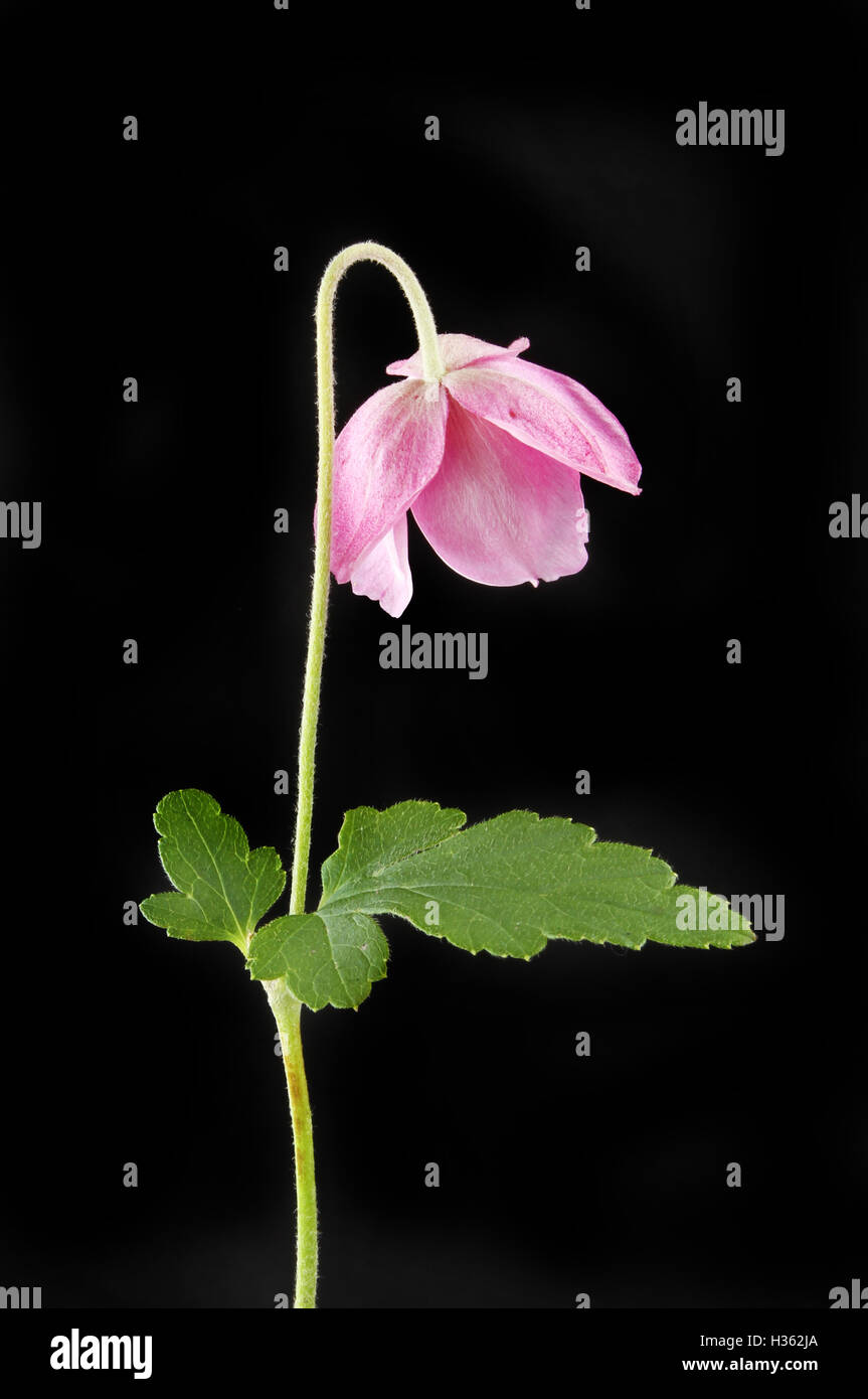 Seitenansicht einer japanischen Anemone Blume isoliert gegen Schwarz Stockfoto