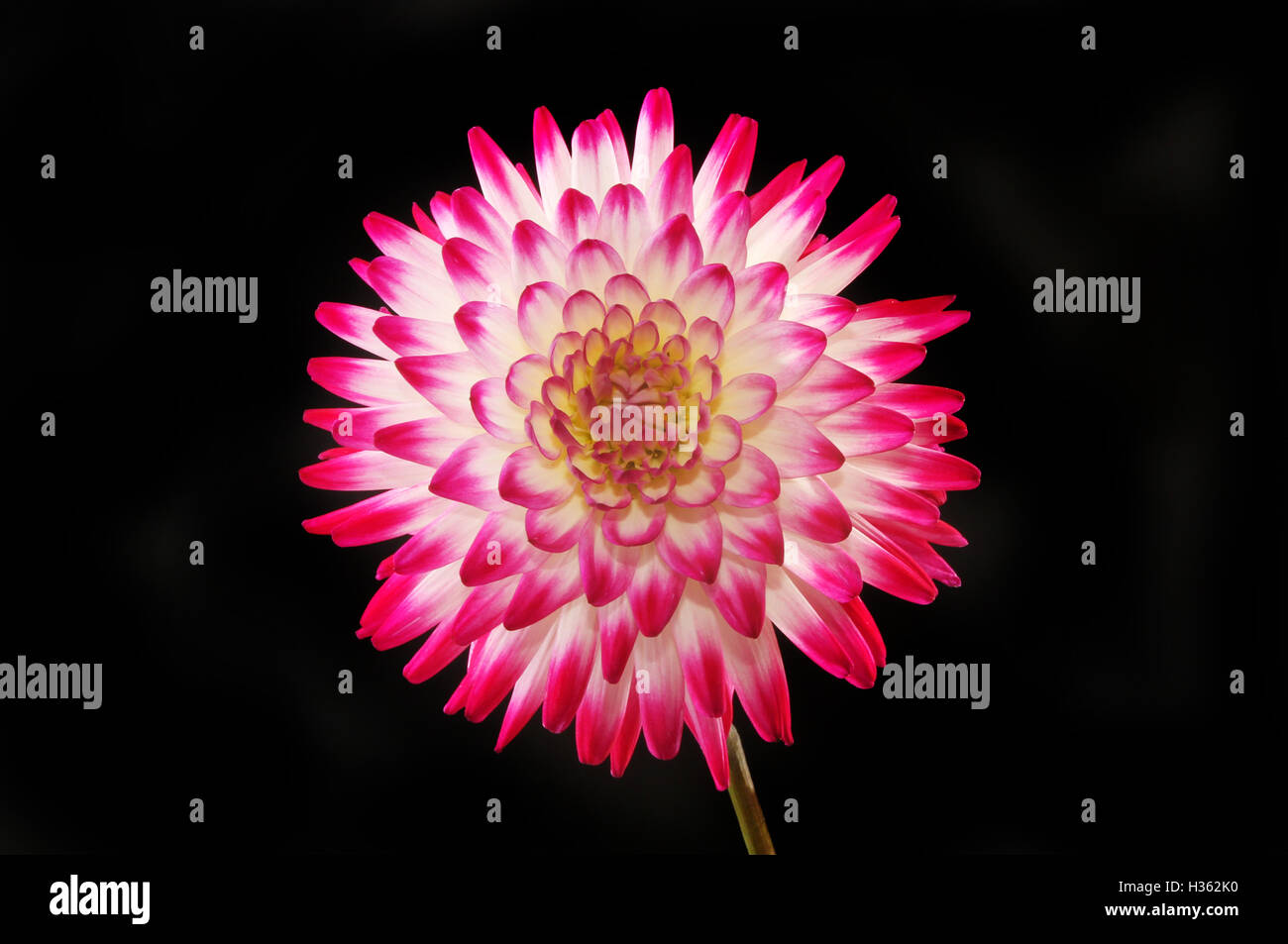 Rote und weiße Dahlie Blüte vor schwarzem Hintergrund isoliert Stockfoto