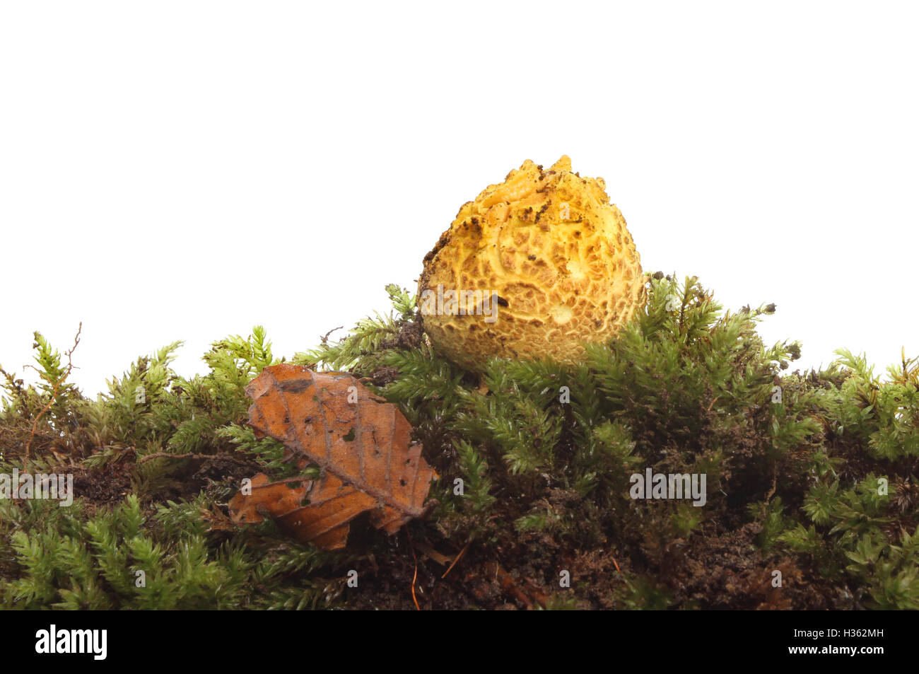 Puffball Pilze wachsen in Moos vor einem weißen Hintergrund Stockfoto