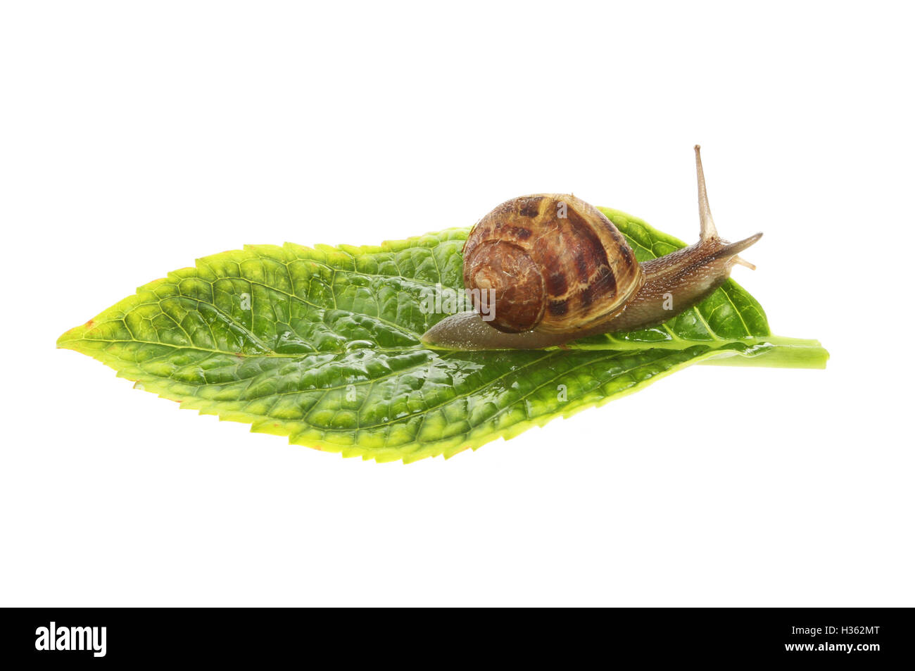 Land-Schnecke, Helix Aspersa, auf einem Blatt isoliert gegen weiß Stockfoto